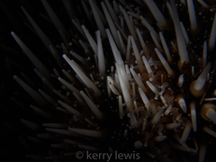 Gnathophylloides mineri