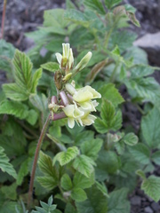Oxytropis macrocarpa