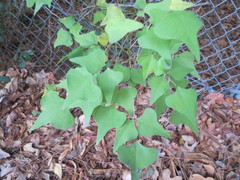 Erythrina herbacea