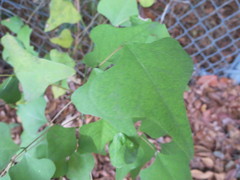 Erythrina herbacea