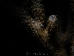 Periclimenes rathbunae