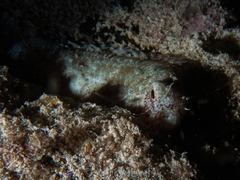 Sparisoma chrysopterum