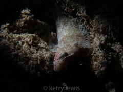 Sparisoma chrysopterum