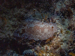 Discodoris branneri