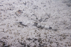 Psammogobius biocellatus