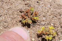 Chorizanthe procumbens