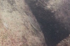 Omobranchus punctatus