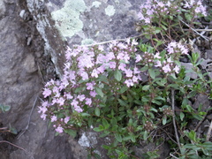 Thymus seravschanicus