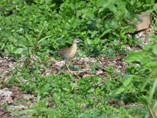 Yellow-breasted Crake (Laterallus flaviventer), photo 2