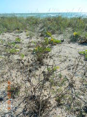 Astrodaucus littoralis