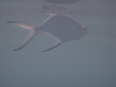 Trachinotus