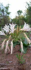 Crinum buphanoides
