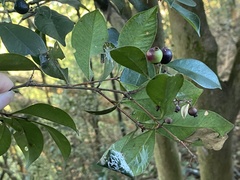 Syzygium formosanum