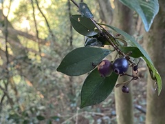 Syzygium formosanum
