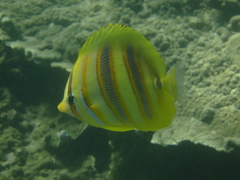 Chaetodon rainfordi