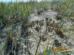 Astrodaucus littoralis