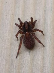 Trochosa terricola
