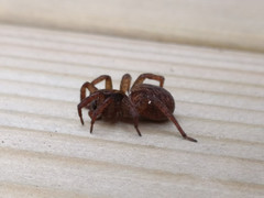 Trochosa terricola