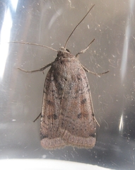 Abagrotis cupida