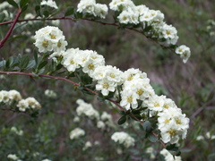 Spiraea lasiocarpa