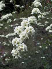 Spiraea lasiocarpa