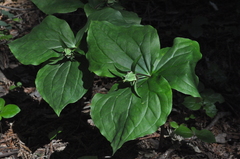 Trillium ovatum ovatum