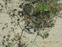 Astrodaucus littoralis