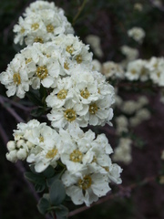 Spiraea lasiocarpa