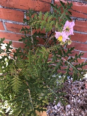 Solanum sisymbriifolium