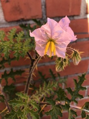 Solanum sisymbriifolium