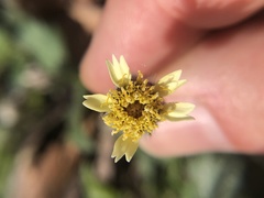 Tridax procumbens