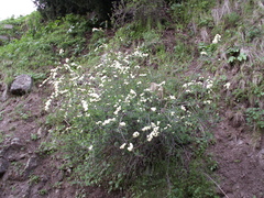 Spiraea lasiocarpa