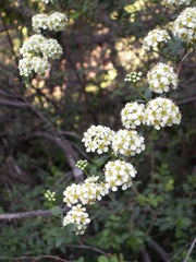 Spiraea lasiocarpa