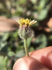 Tridax procumbens