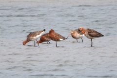 Limosa limosa islandica