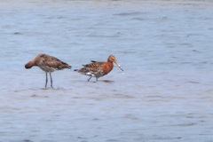 Limosa limosa islandica
