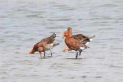 Limosa limosa islandica