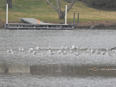Chroicocephalus philadelphia