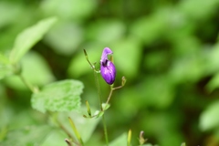 Brillantaisia lamium