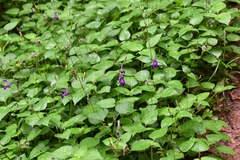 Brillantaisia lamium