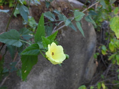Hibiscus ribifolius