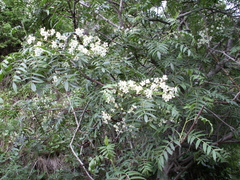 Sorbus tianschanica