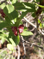 Lonicera karelinii