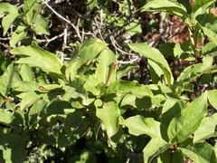 Lonicera karelinii