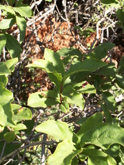 Lonicera karelinii