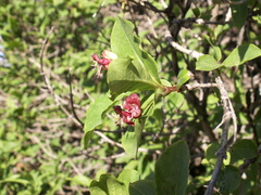 Lonicera karelinii