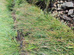 Juncus gerardi atrofuscus