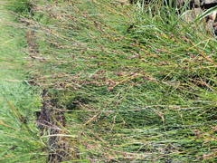 Juncus gerardi atrofuscus