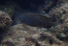 Plectroglyphidodon marginatus