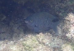 Plectroglyphidodon marginatus